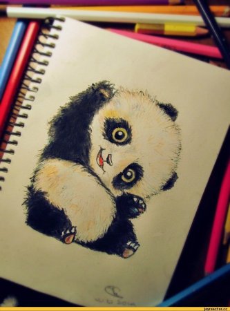 Панда рисунок карандашом