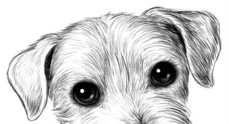 Собачка для срисовки карандашом