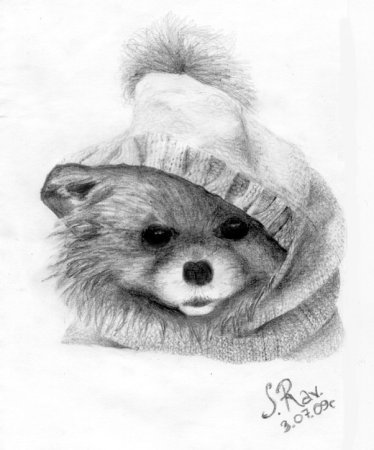 Шпиц рисунок карандашом