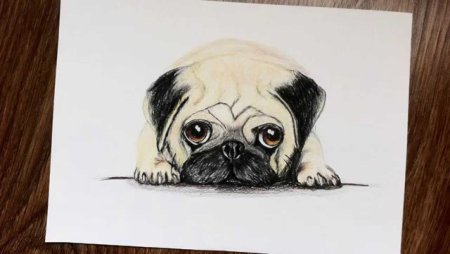 Рисунки карандашом мопсики