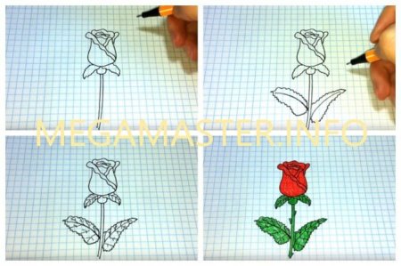 Нарисовать розу по клеточкам