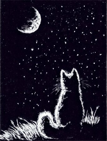 Кот на черной бумаге