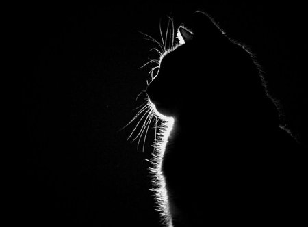 Силуэт кота на черном фоне