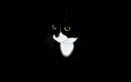 Котик на черном фоне