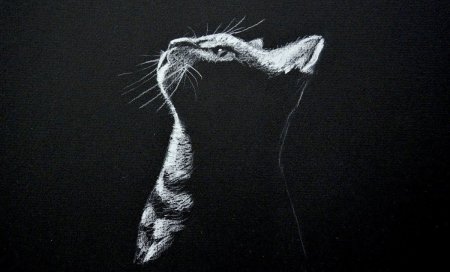 Влюбленные коты