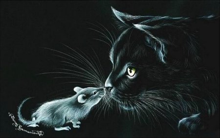 Кошка на черном фоне