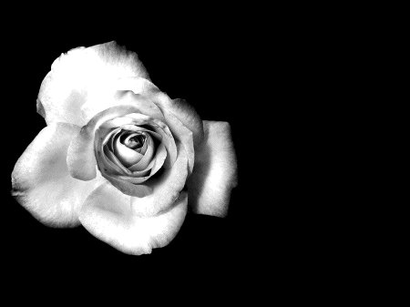 Черно-белый цветок