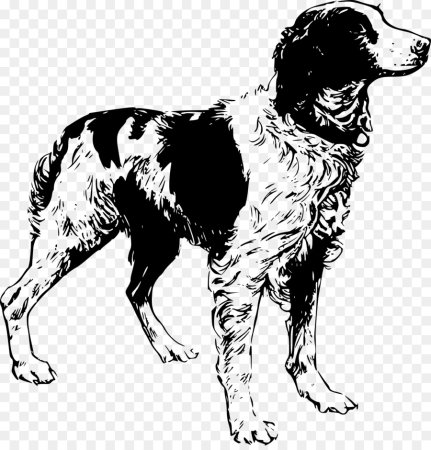 English Setter собака