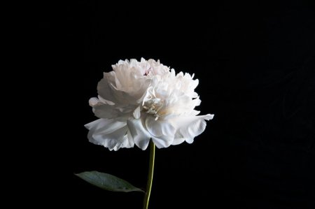 White Peony Flowers