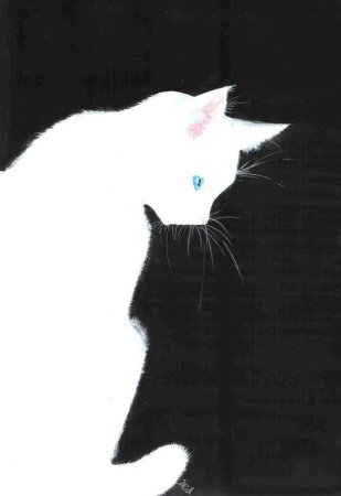 Котики черный и белый