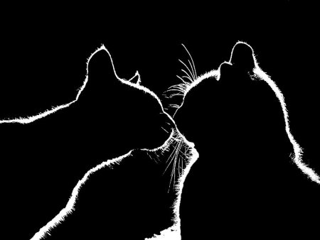 Силуэт кота на черном фоне