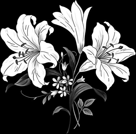 Лилия Asiatic Black-White