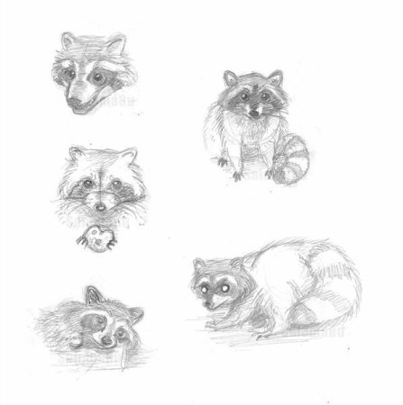 Енот полоскун поэтапно