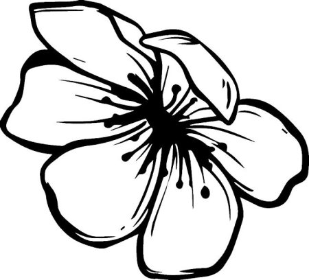 Черно-белый цветок