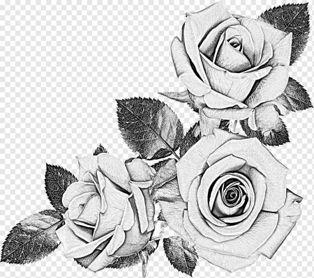Три розы чб