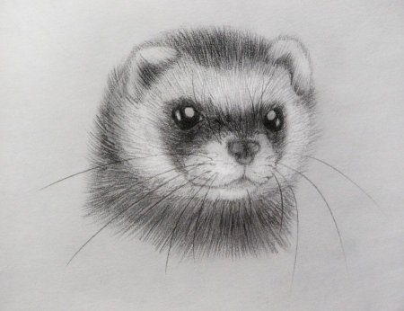 Хорёк для срисовки