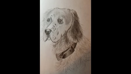 Белый Бим чёрное ухо рисунок карандашом