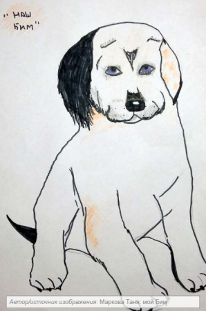 Белый Бим черное ухо рисунок