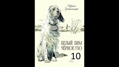 Белый Бим черное ухо рисунок