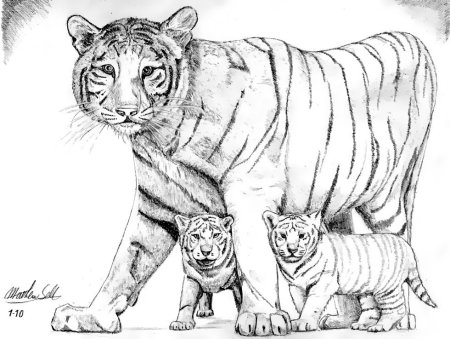 Тигр лежит черно белый
