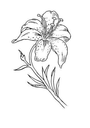Лилия саранка раскраска
