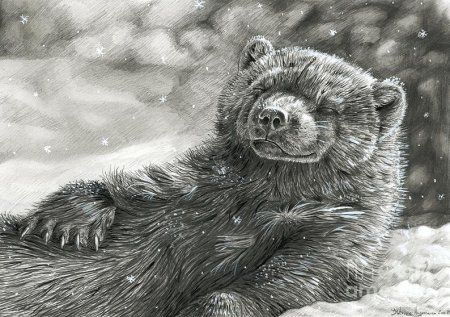 Росомаха раскраска для детей животное