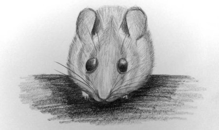 Рисунки животных простым карандашом