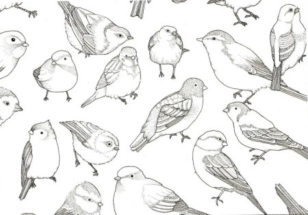 Птицы в разных ракурсах