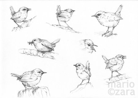 Наброски птиц карандашом