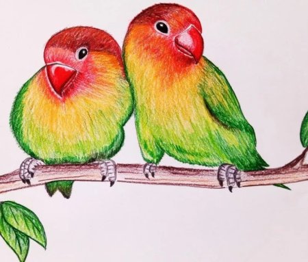 Птицы цветными карандашами