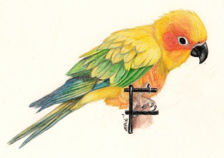 Попугай какарик