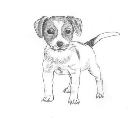 Поэтапное рисование щенка