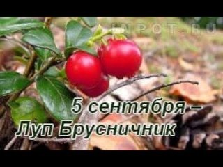 Луп брусничник 5 сентября