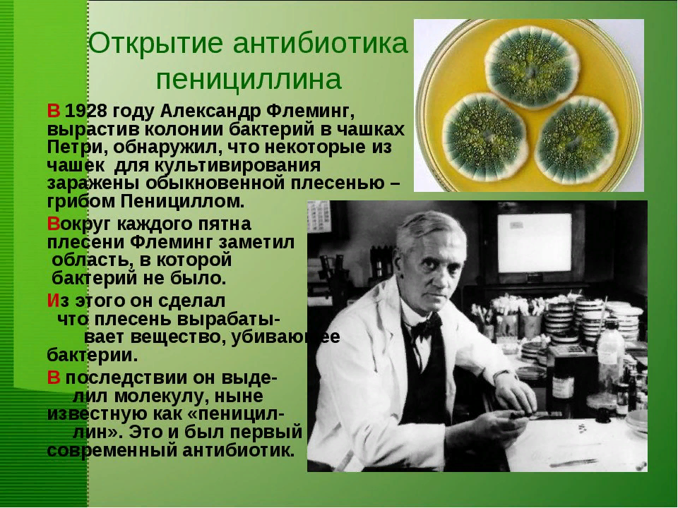 1928 пенициллин. Антибиотики пенициллин Флеминг. Флеминг изобрел пенициллин. Флеминг пенициллин презентация.