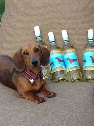 Покажи шампанское собака