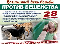 Рисунки для срисовки на праздник Всемирный день борьбы против бешенства (50 фото)