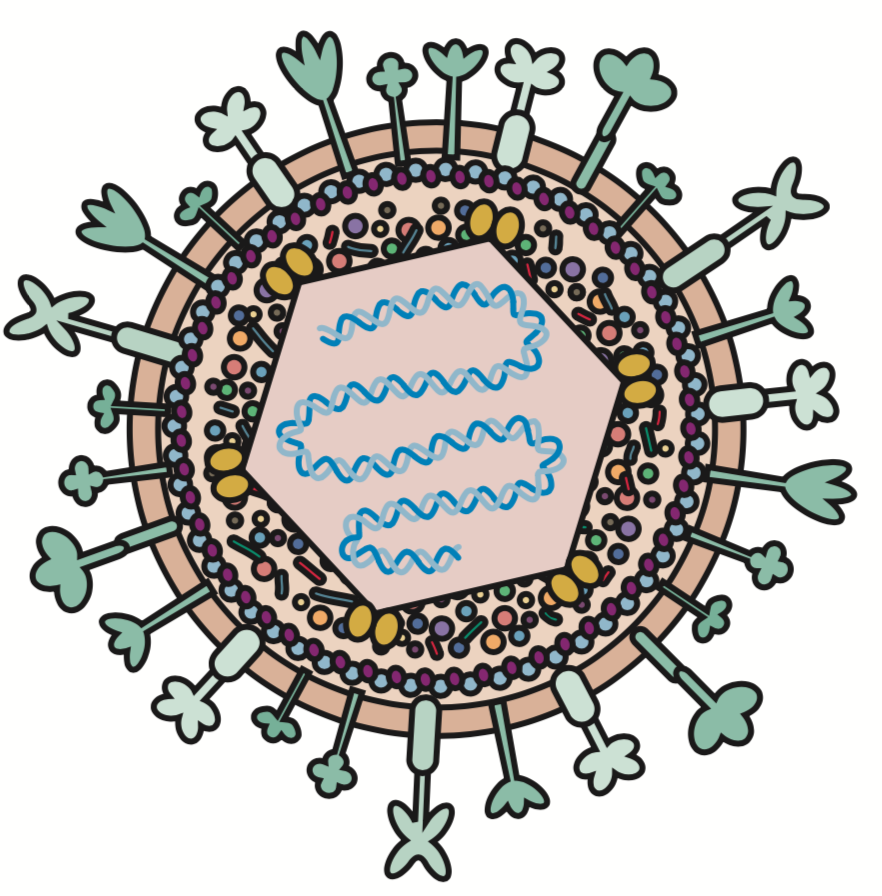 Вирус герпеса строение вируса. Структура вируса герпеса. Вирус герпеса герпесвирус. Мессенджеры вирусы