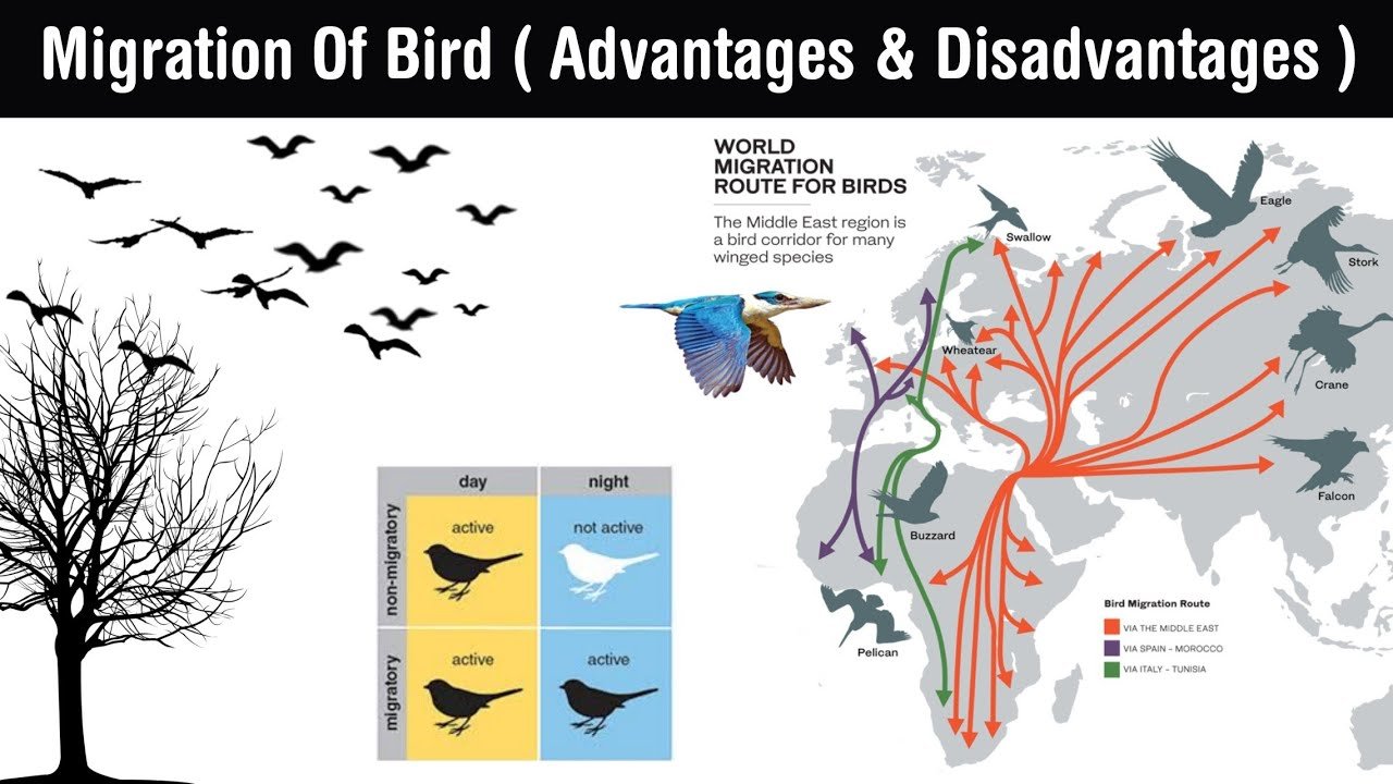 Birds migrate. Пути миграции птиц. Карта миграции птиц. Миграция птиц схема. Карта миграции перелетных птиц.