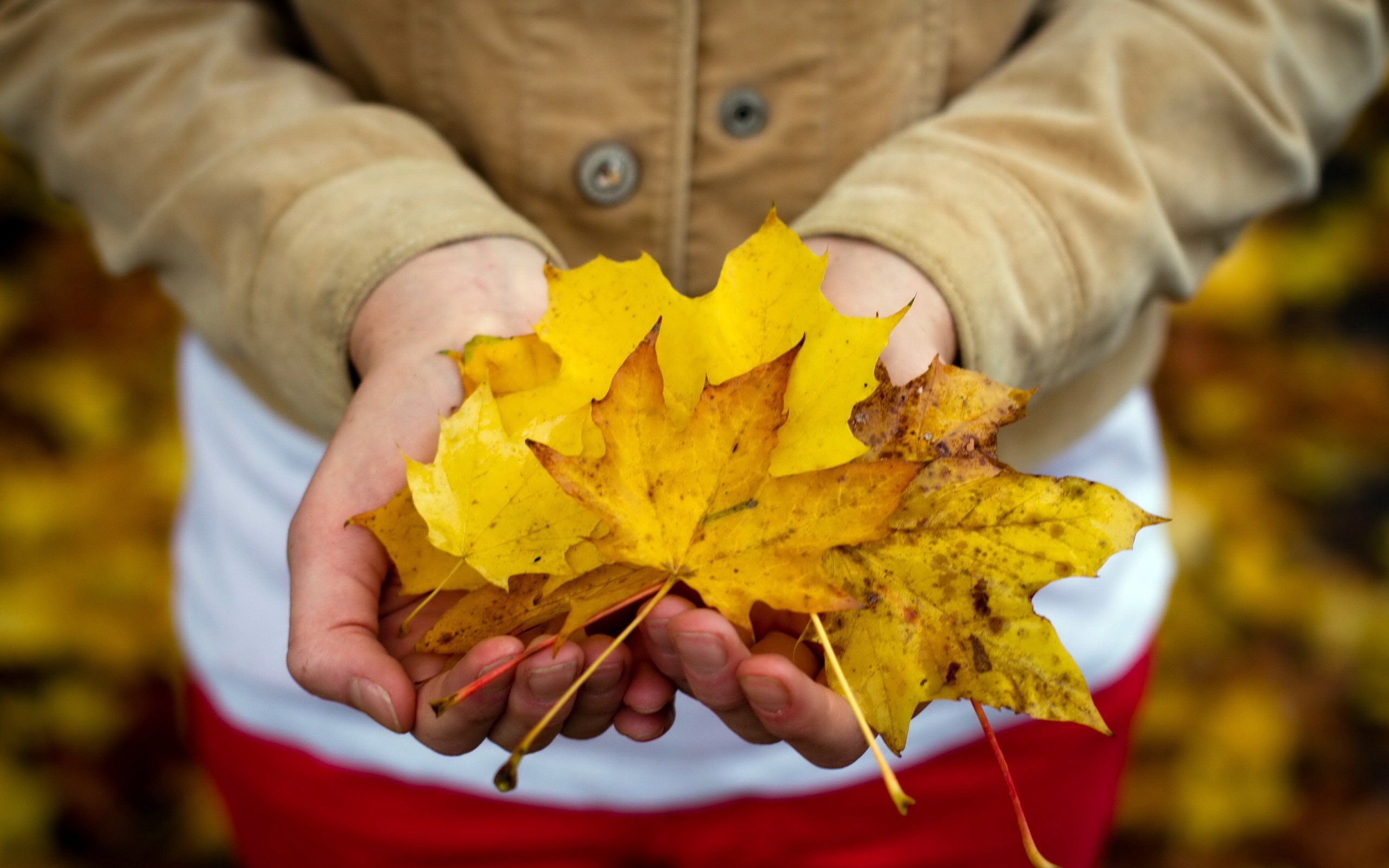 Собрать осенние листья. Осень листья. Букет из осенних листьев. Осенний лист на ладони. Осенние листья в руках.
