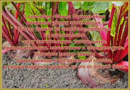 Фекла-Свекольница (Андрей-тепляк)