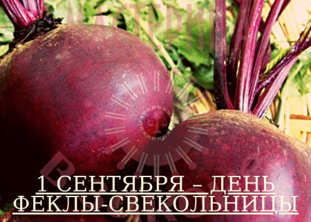 Фекла-Свекольница (Андрей-тепляк)