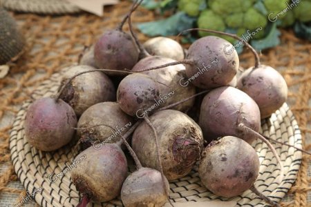 Баба Фекла копала свеклу