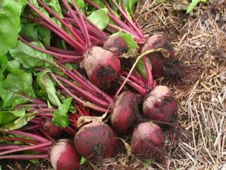 Свекла столовая Фекла