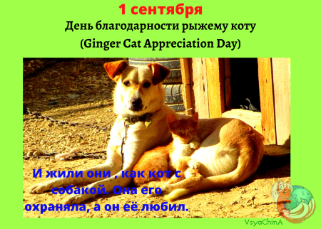 День благодарности рыжему коту