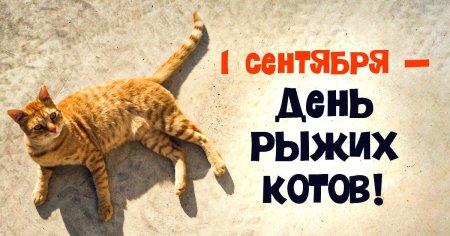 День рыжих котов