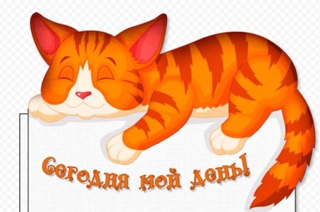 Всемирный день кошек