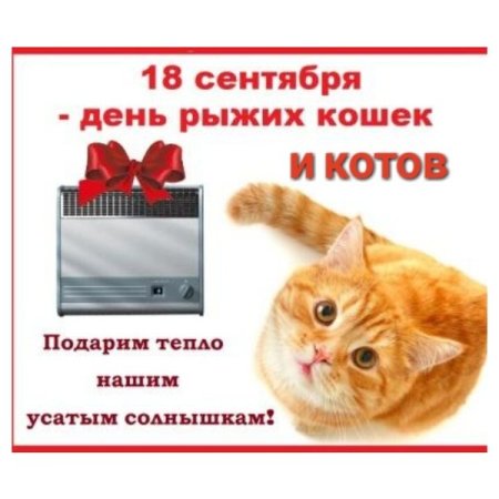 День рыжего кота