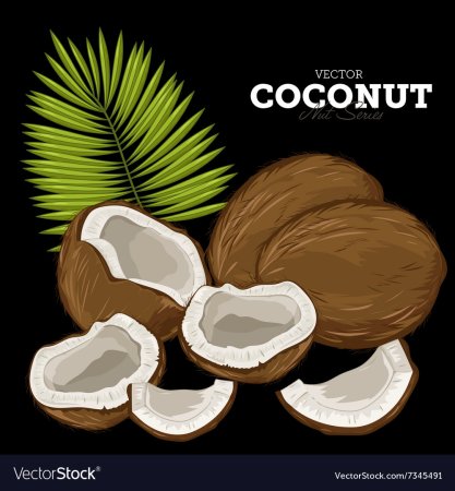Кокос в разрезе вектор