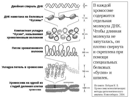 ДНК свернутое в спираль