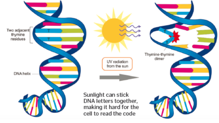 Влияние УФ-излучения на ДНК